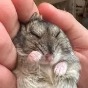 しろりん