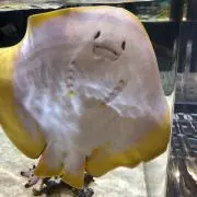 みかんの画像