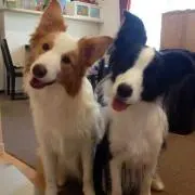ハナオカメ
