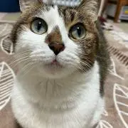 さち花の画像