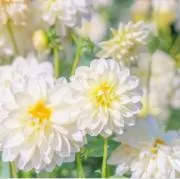 leontooeの画像