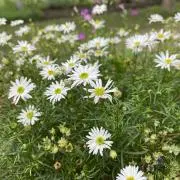 花の画像