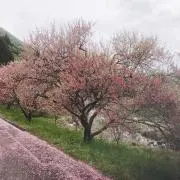 うさこままの画像