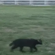 ぱくじの画像