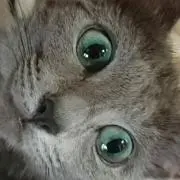 らにの画像