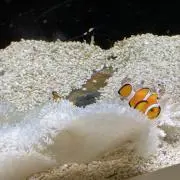 クマノミの画像
