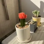 なか