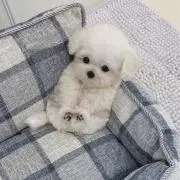 花の画像