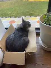 あめこの画像