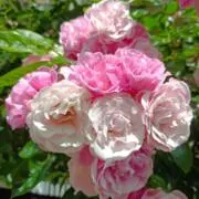 Pink rosesの画像