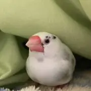 さくらの画像