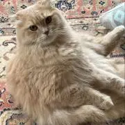 みかげの画像