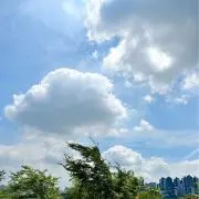 みんみんぜみの画像
