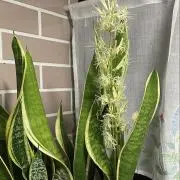 ANの画像