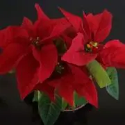 ハッピーニコニコ！の画像