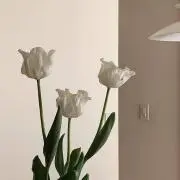なすのめの画像
