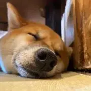 シバの画像