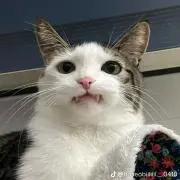 ｎｉｃｏの画像