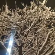 naoの画像