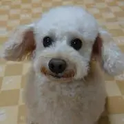 すぎりゅうの画像