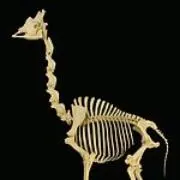 キリンの画像