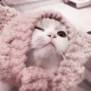 にゃんの画像