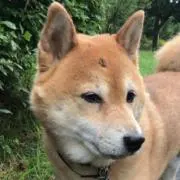 やよいぬ