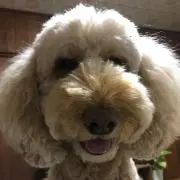どっちゃん