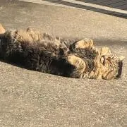 Rの画像