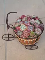 ごんべの画像