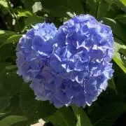 紫陽花の画像
