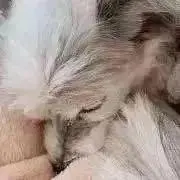 るーなの画像