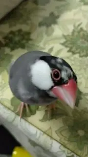 チェリーちゃん