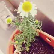 はるみちの画像