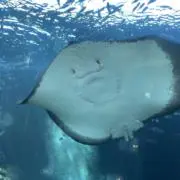 なめたけ
