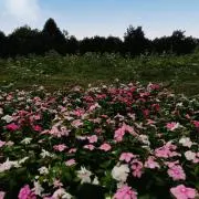 Saの画像