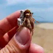 Mmの画像