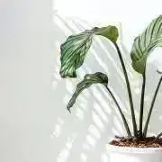 RON.mの画像
