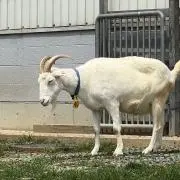 ニコの画像