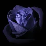 Purple(172cm/62kg)の画像