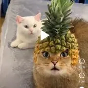 グー