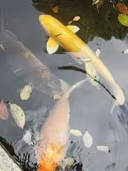 ミュウの画像