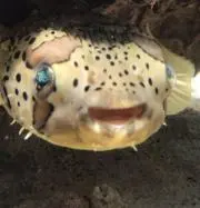 R＿プロフの画像
