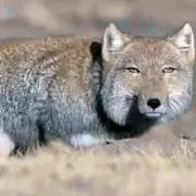 キジ