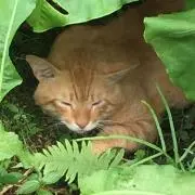 なのはなん