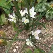 マツコの画像