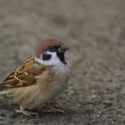 やずやの画像