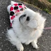 ごまチョコの画像