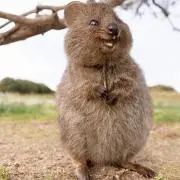 ttt