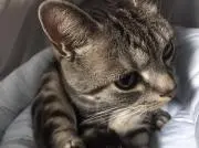ヒマワリ